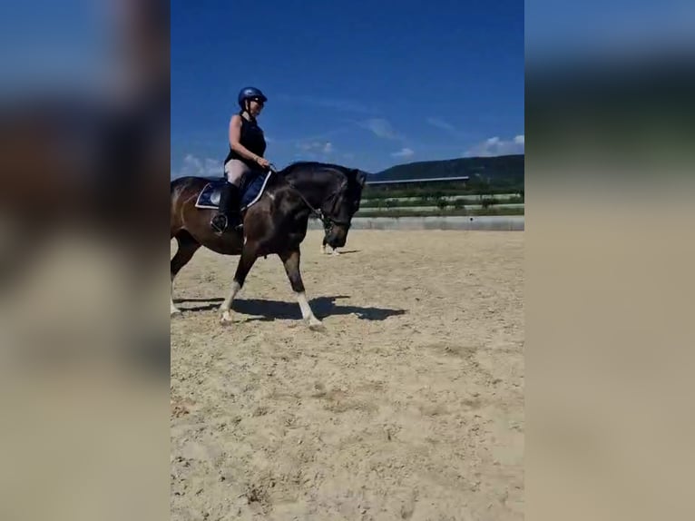 Altri pony/cavalli di piccola taglia Castrone 14 Anni 148 cm Pezzato in Spielberg