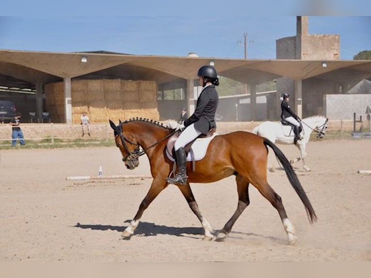 Altri pony/cavalli di piccola taglia Castrone 14 Anni 149 cm Baio in Sabadell