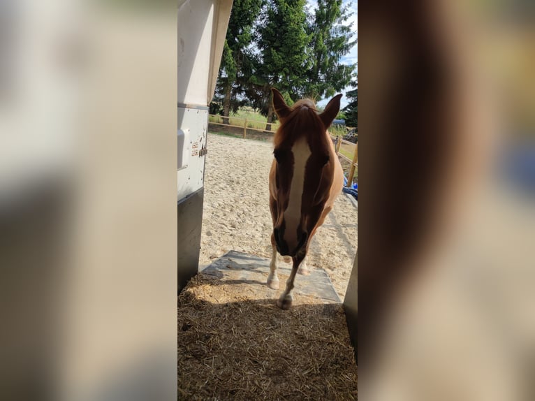 Altri pony/cavalli di piccola taglia Castrone 14 Anni 154 cm Sauro in Freiberg