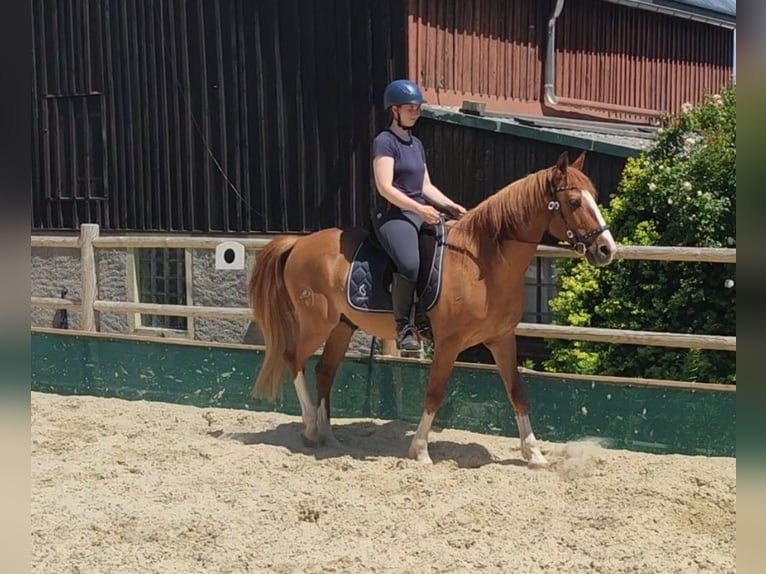 Altri pony/cavalli di piccola taglia Castrone 14 Anni 154 cm Sauro in Freiberg
