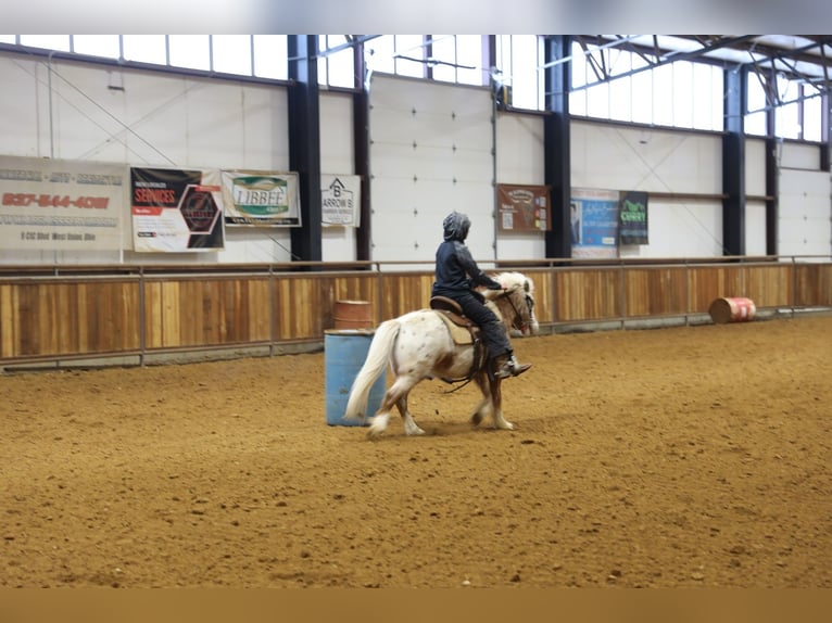 Altri pony/cavalli di piccola taglia Castrone 15 Anni 130 cm  in Wallingford