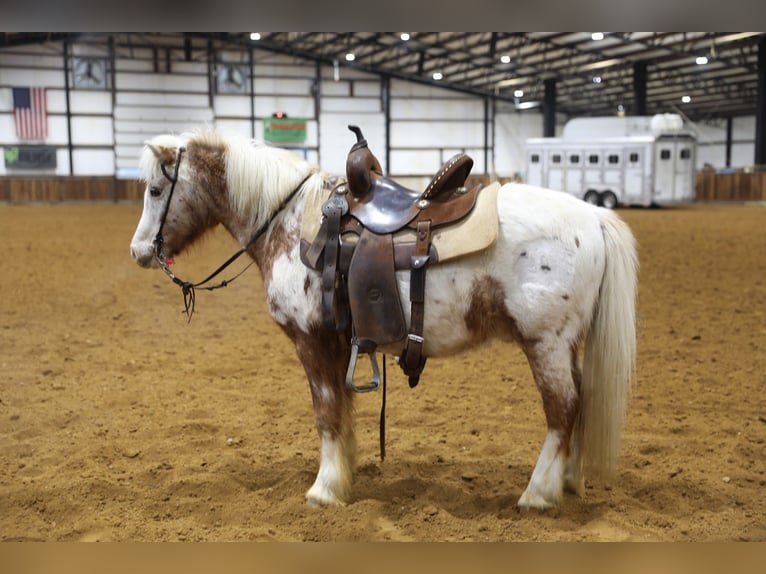 Altri pony/cavalli di piccola taglia Castrone 15 Anni 130 cm  in Wallingford