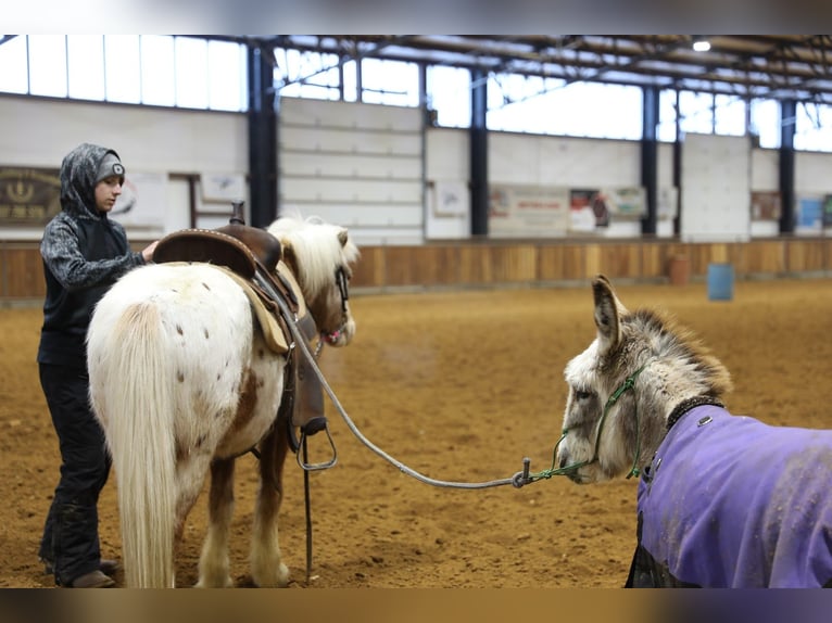 Altri pony/cavalli di piccola taglia Castrone 15 Anni 130 cm  in Wallingford