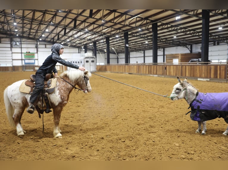 Altri pony/cavalli di piccola taglia Castrone 15 Anni 130 cm  in Wallingford