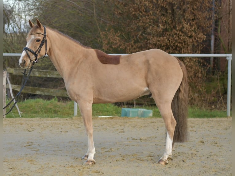 Altri pony/cavalli di piccola taglia Castrone 15 Anni 142 cm Sauro in Geilenkirchen