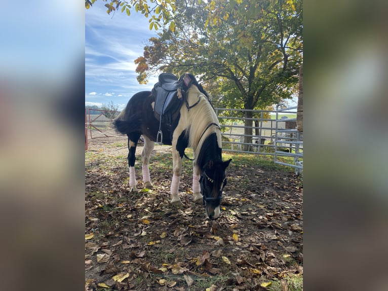 Altri pony/cavalli di piccola taglia Mix Castrone 15 Anni 143 cm Pezzato in Ingelfingen