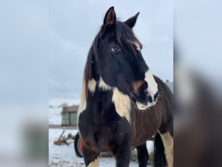 Altri pony/cavalli di piccola taglia Mix Castrone 15 Anni 143 cm Pezzato in Ingelfingen