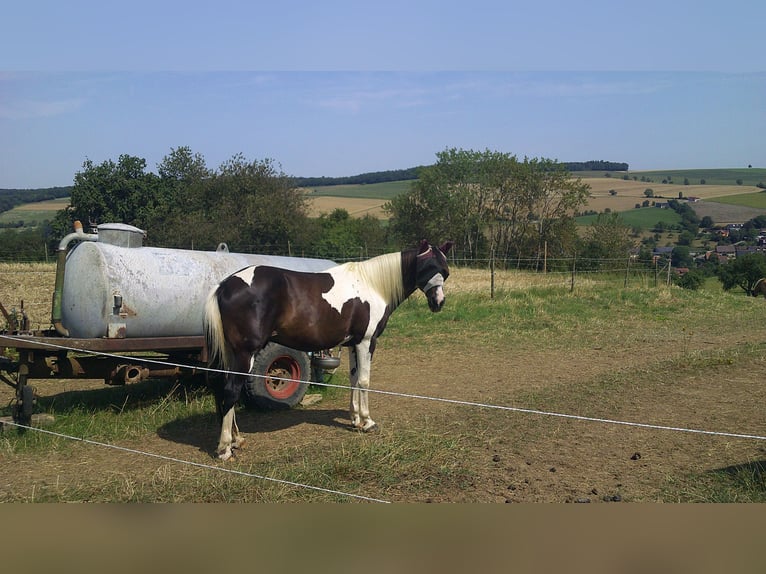 Altri pony/cavalli di piccola taglia Mix Castrone 15 Anni 143 cm Pezzato in Ingelfingen