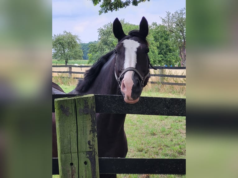 Altri pony/cavalli di piccola taglia Castrone 15 Anni 158 cm Morello in Olfen