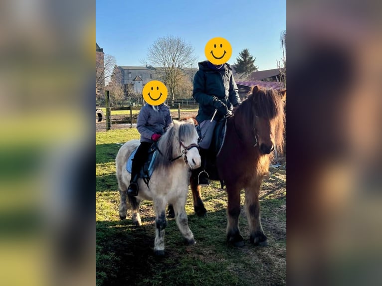 Altri pony/cavalli di piccola taglia Castrone 16 Anni 120 cm Grigio pezzato in Bensdorf