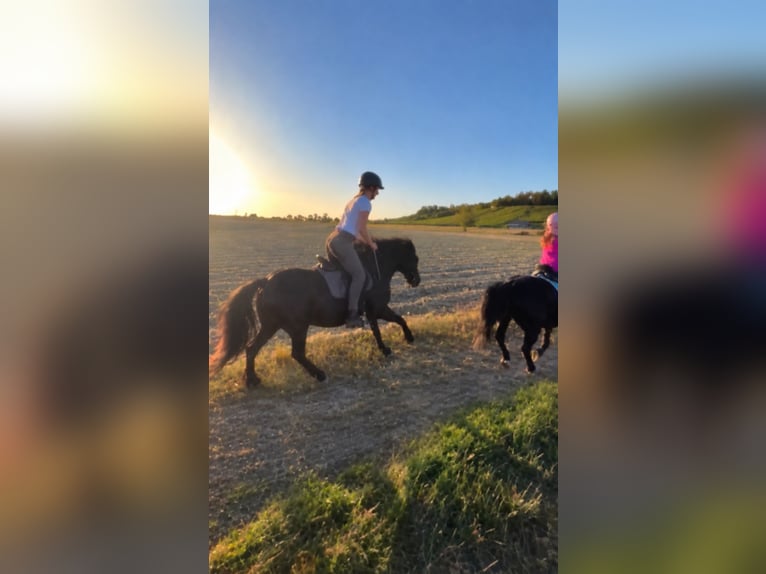 Altri pony/cavalli di piccola taglia Mix Castrone 16 Anni 125 cm Morello in Weigenheim