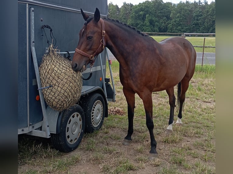 Altri pony/cavalli di piccola taglia Mix Castrone 16 Anni 153 cm Baio in Dresden