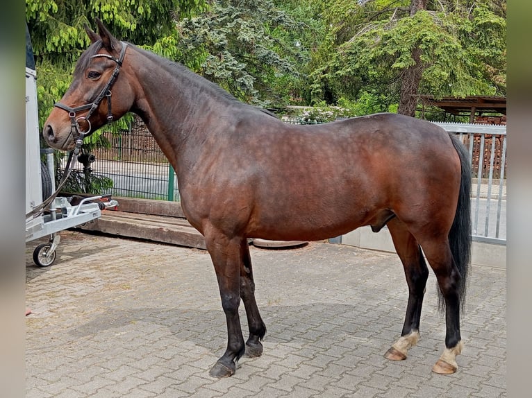 Altri pony/cavalli di piccola taglia Mix Castrone 16 Anni 153 cm Baio in Dresden