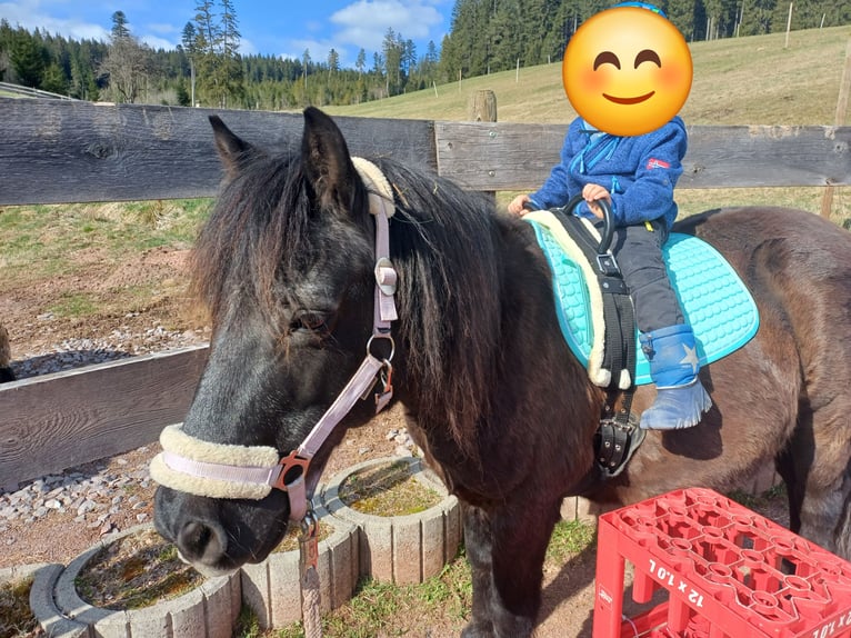 Altri pony/cavalli di piccola taglia Castrone 17 Anni 110 cm Morello in Löffingen
