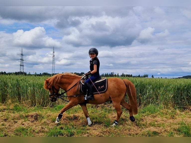 Altri pony/cavalli di piccola taglia Mix Castrone 17 Anni 115 cm Sauro in Bisingen
