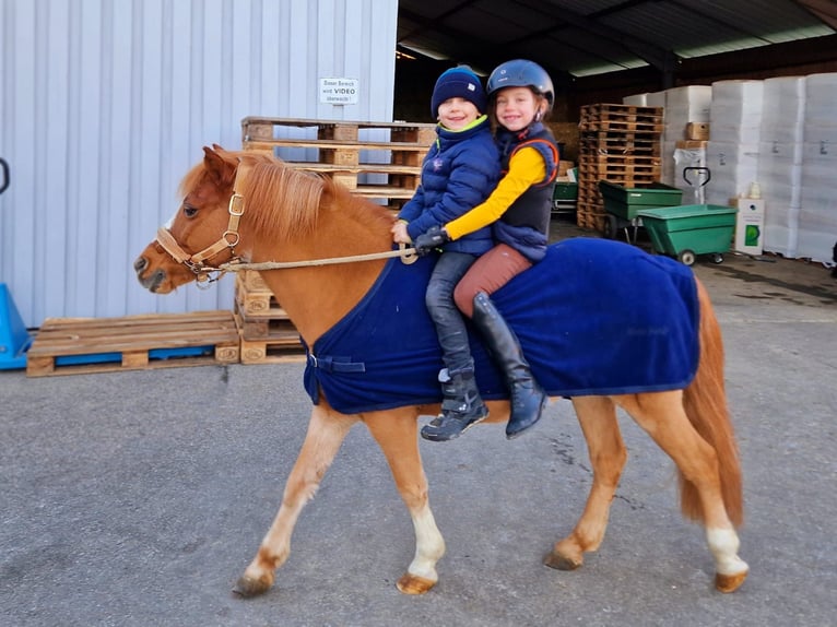 Altri pony/cavalli di piccola taglia Mix Castrone 17 Anni 115 cm Sauro in Bisingen