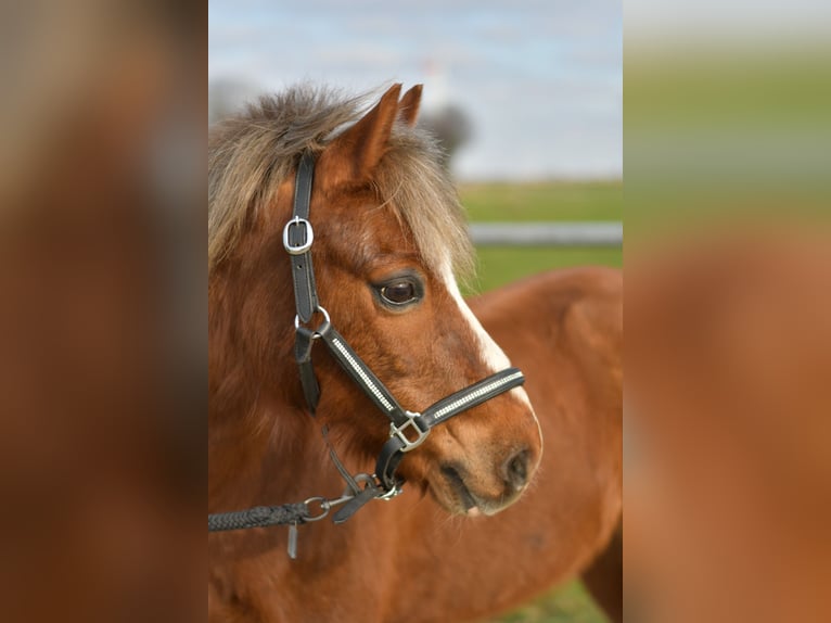Altri pony/cavalli di piccola taglia Castrone 17 Anni 120 cm Sauro scuro in Geilenkirchen