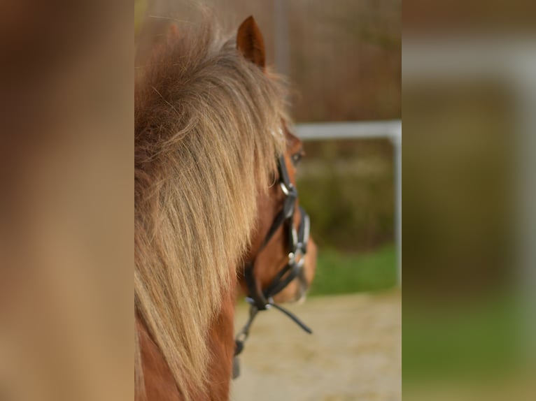 Altri pony/cavalli di piccola taglia Castrone 17 Anni 120 cm Sauro scuro in Geilenkirchen