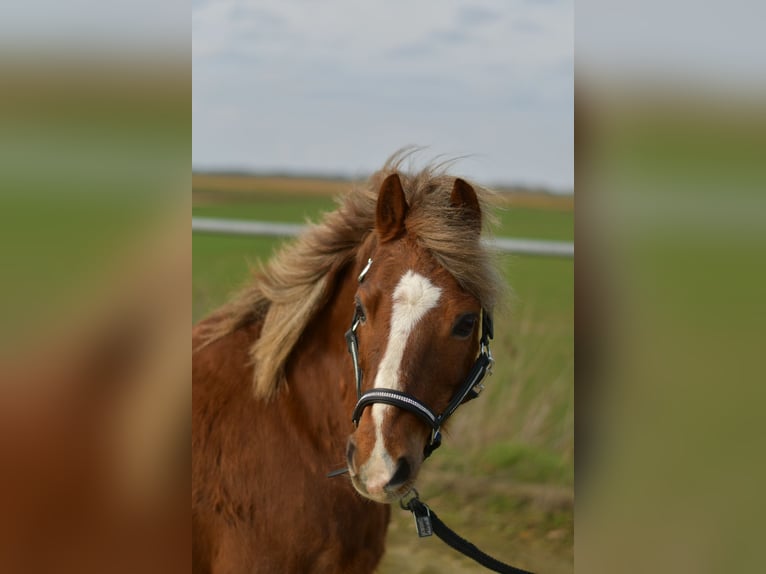 Altri pony/cavalli di piccola taglia Castrone 17 Anni 120 cm Sauro scuro in Geilenkirchen