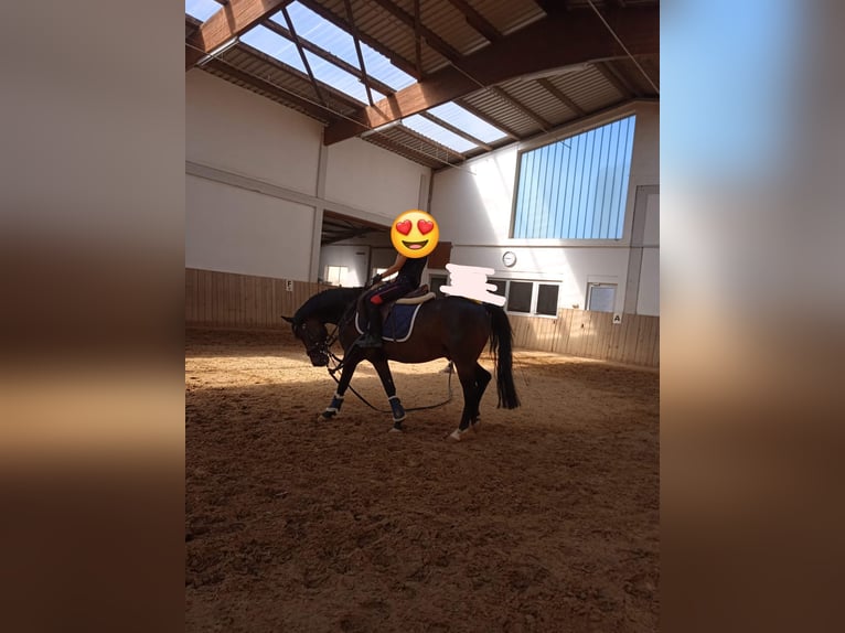 Altri pony/cavalli di piccola taglia Castrone 17 Anni 137 cm Baio nero in Giebelstadt