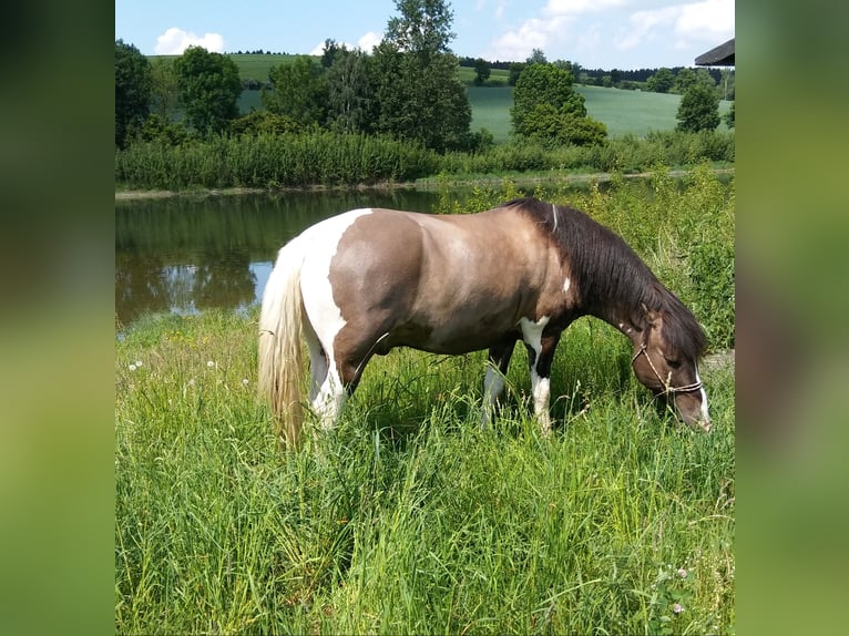 Altri pony/cavalli di piccola taglia Mix Castrone 17 Anni 142 cm Pezzato in Gefell