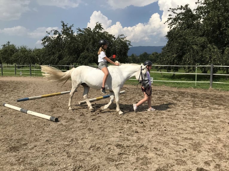 Altri pony/cavalli di piccola taglia Mix Castrone 17 Anni 148 cm Grigio in Haimburg