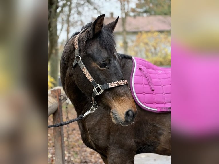 Altri pony/cavalli di piccola taglia Mix Castrone 17 Anni 161 cm Baio in Hünfeld