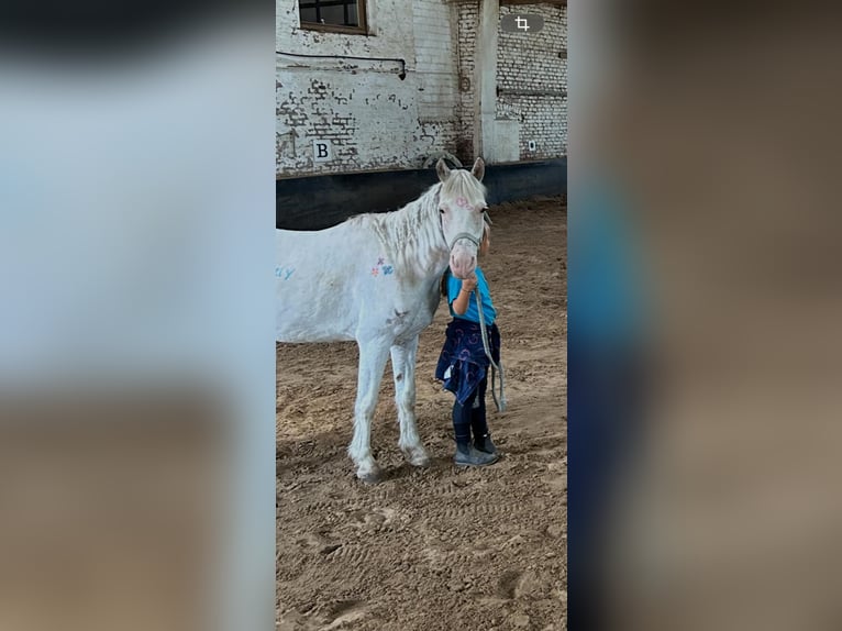Altri pony/cavalli di piccola taglia Mix Castrone 17 Anni Grigio in Gelsenkirchen