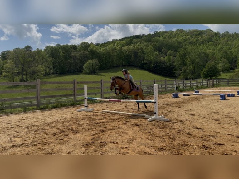 Altri pony/cavalli di piccola taglia Castrone 18 Anni 119 cm Falbo in Jonesborough