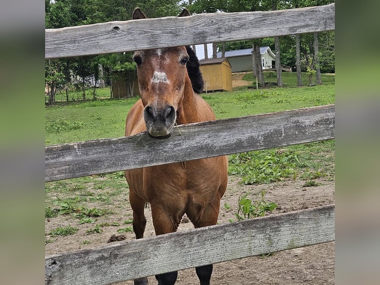 Altri pony/cavalli di piccola taglia Castrone 18 Anni 119 cm Falbo in Jonesborough
