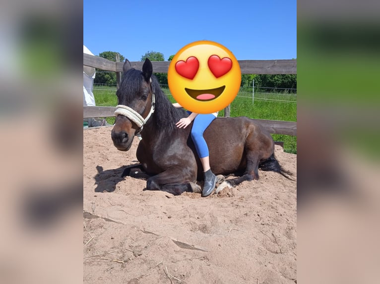 Altri pony/cavalli di piccola taglia Castrone 18 Anni 137 cm Baio nero in Giebelstadt
