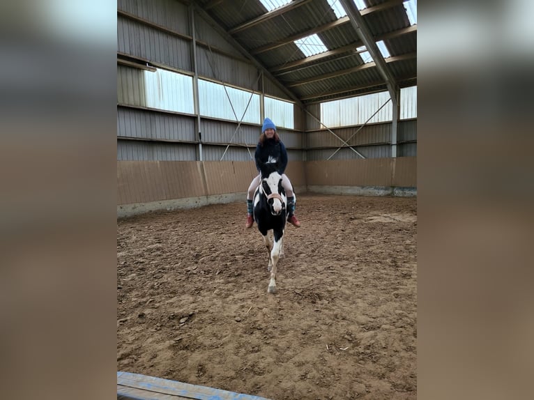 Altri pony/cavalli di piccola taglia Mix Castrone 18 Anni 154 cm Pezzato in Neunkirchen-Seelscheid