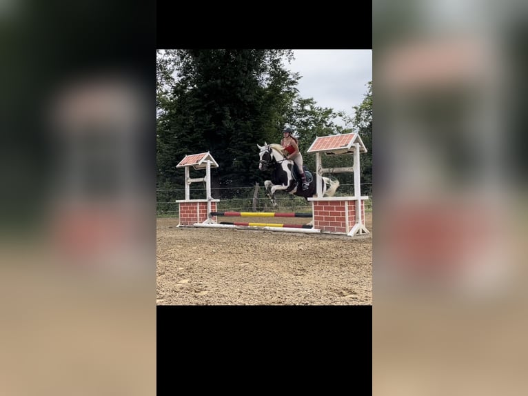 Altri pony/cavalli di piccola taglia Mix Castrone 18 Anni 154 cm Pezzato in Neunkirchen-Seelscheid