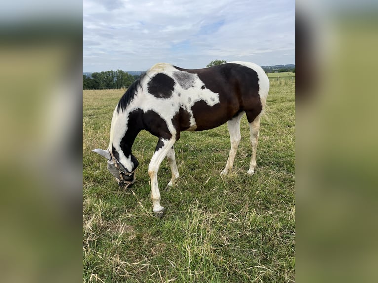 Altri pony/cavalli di piccola taglia Mix Castrone 18 Anni 154 cm Pezzato in Neunkirchen-Seelscheid