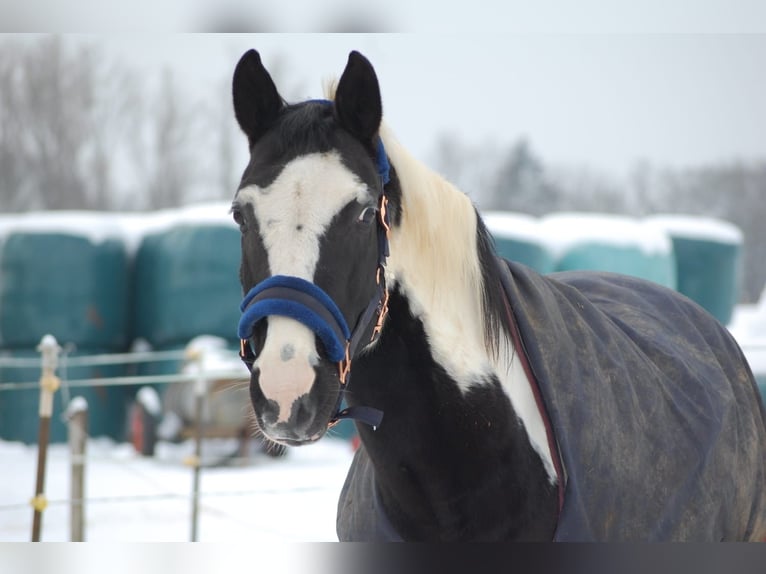 Altri pony/cavalli di piccola taglia Mix Castrone 18 Anni 154 cm Pezzato in Neunkirchen-Seelscheid