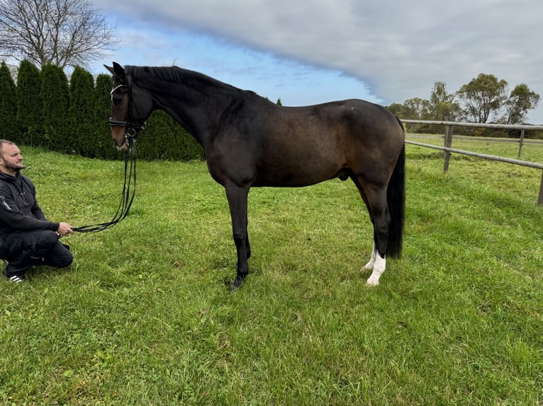 Altri pony/cavalli di piccola taglia Castrone 18 Anni 172 cm Baio in Schw&#xE4;bisch Hall