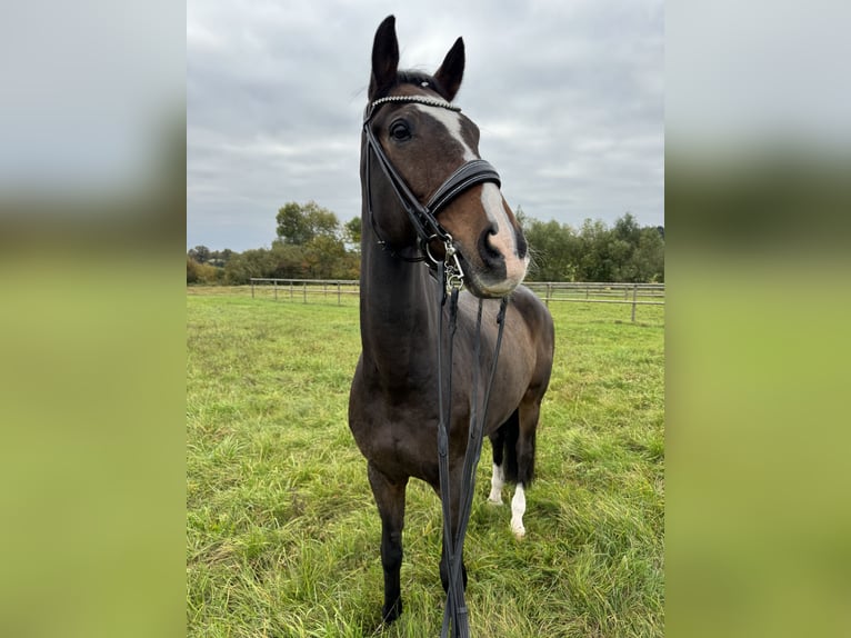 Altri pony/cavalli di piccola taglia Castrone 18 Anni 172 cm Baio in Schw&#xE4;bisch Hall