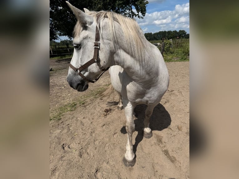 Altri pony/cavalli di piccola taglia Mix Castrone 19 Anni 139 cm Grigio in D&#xF6;rpling
