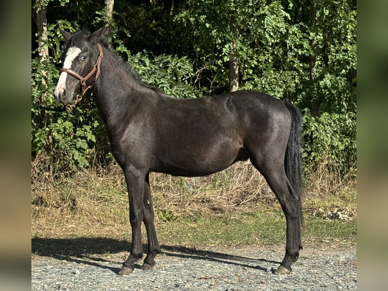Altri pony/cavalli di piccola taglia Castrone 1 Anno 130 cm Morello in Reinersdorf