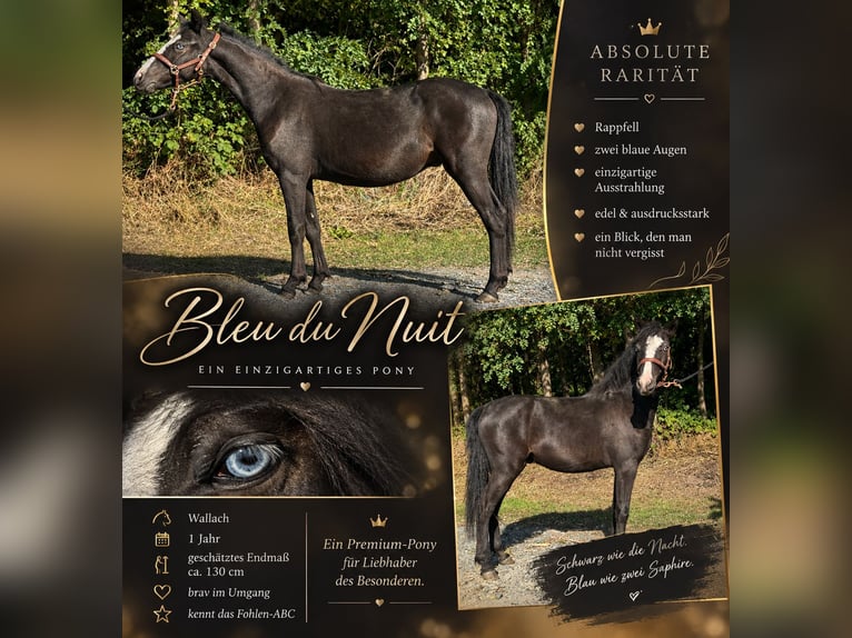 Altri pony/cavalli di piccola taglia Castrone 1 Anno 130 cm Morello in Reinersdorf