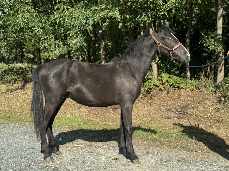 Altri pony/cavalli di piccola taglia Castrone 1 Anno 130 cm Morello in Reinersdorf