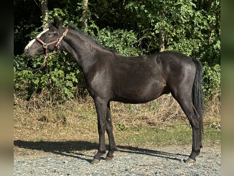 Altri pony/cavalli di piccola taglia Castrone 1 Anno 130 cm Morello in Reinersdorf