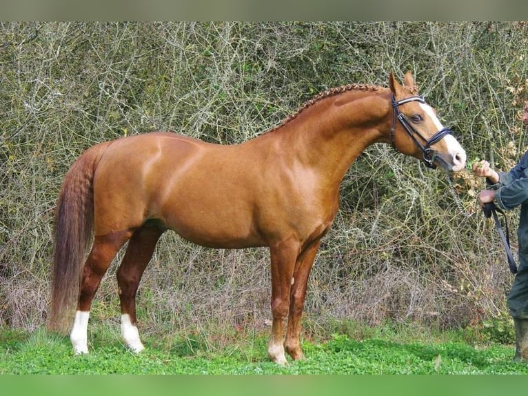 Altri pony/cavalli di piccola taglia Mix Castrone 1 Anno 155 cm Palomino in Montceau-les-Mines