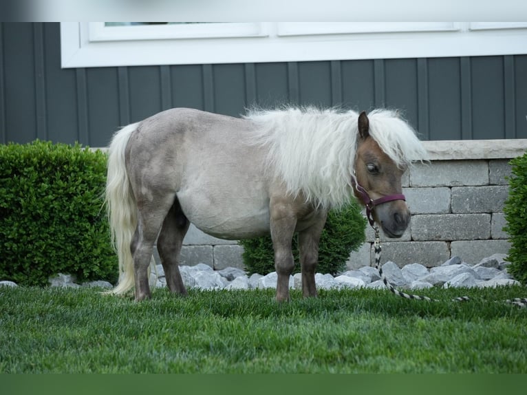Altri pony/cavalli di piccola taglia Castrone 1 Anno 66 cm  in Fresno