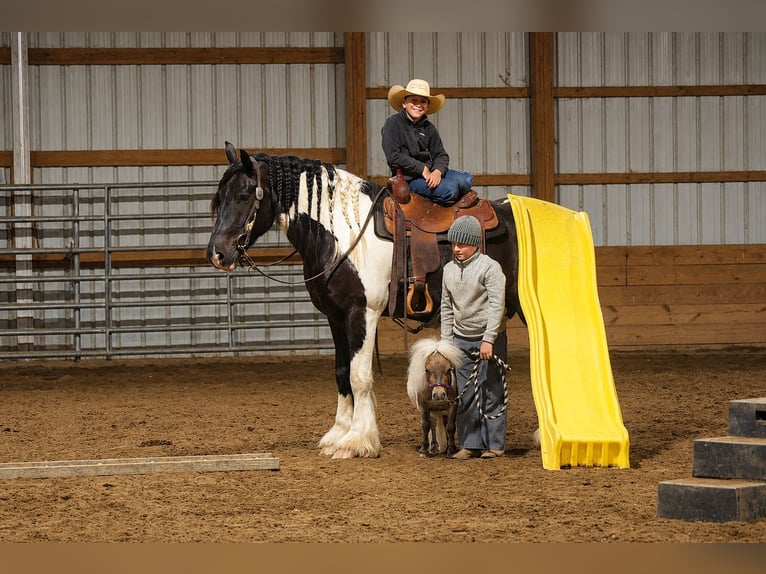 Altri pony/cavalli di piccola taglia Castrone 1 Anno 66 cm  in Fresno