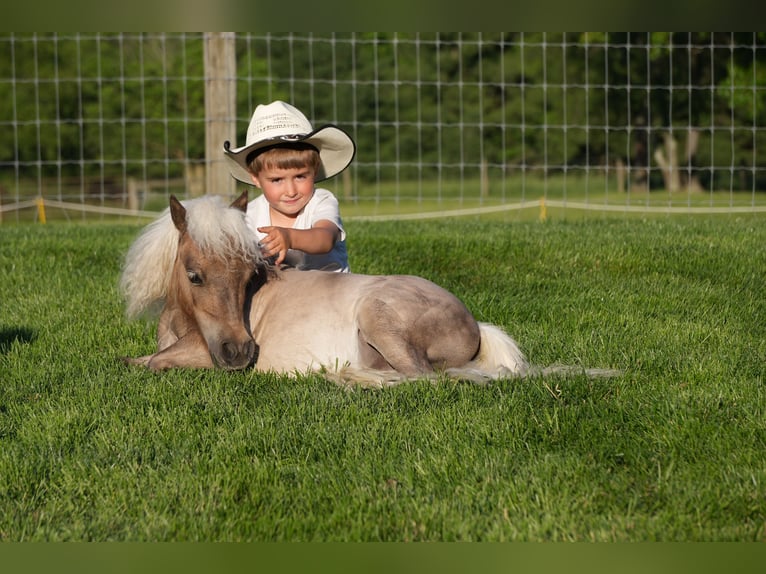 Altri pony/cavalli di piccola taglia Castrone 1 Anno 66 cm  in Fresno