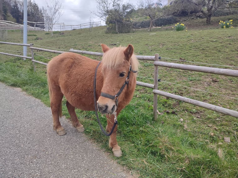 Altri pony/cavalli di piccola taglia Castrone 22 Anni 130 cm Grigio in Verrens arvey