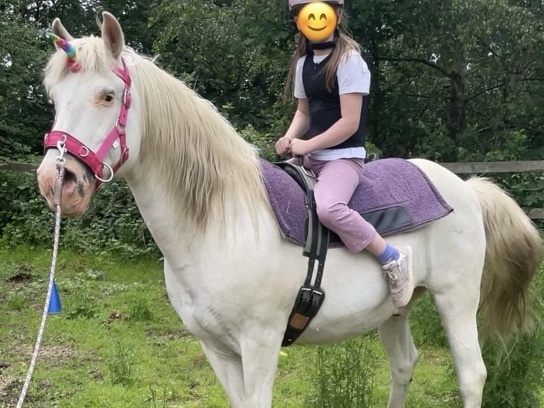 Altri pony/cavalli di piccola taglia Mix Castrone 25 Anni 143 cm Grigio in Wesel