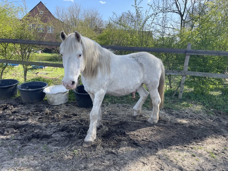 Altri pony/cavalli di piccola taglia Mix Castrone 25 Anni 143 cm Grigio in Wesel