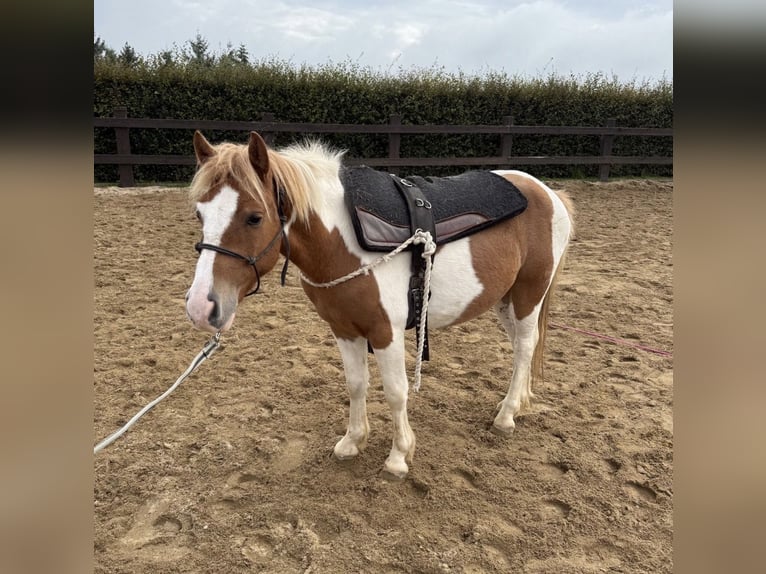 Altri pony/cavalli di piccola taglia Castrone 2 Anni 135 cm  in Daleiden